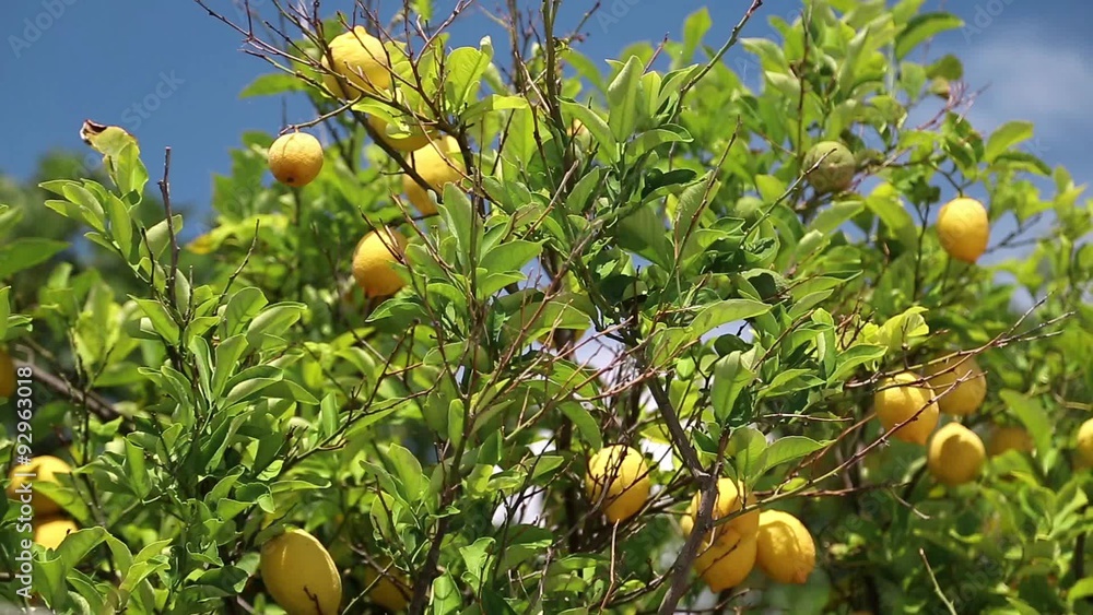 Lemon tree