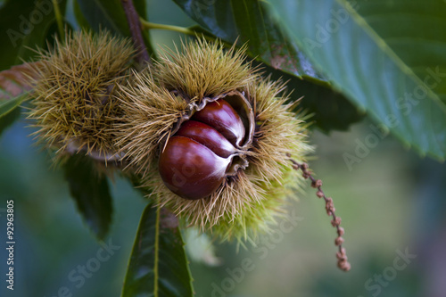 natural chestnut tree in autumn
