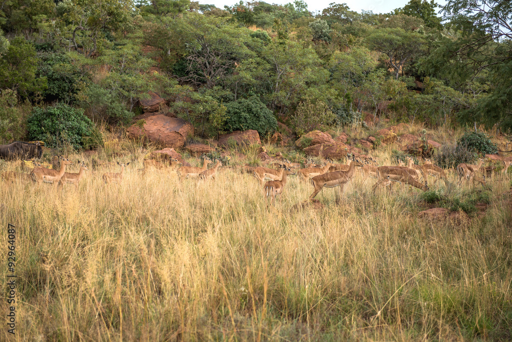 Impala (antelope), National park Ezemvelo. South Africa. 
