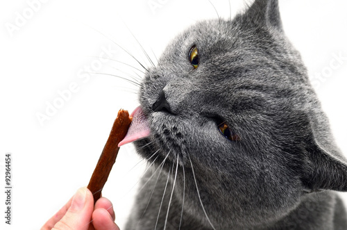 British shorthair cat eating cat treat