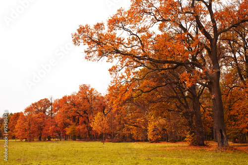 colorful autumn trees in park