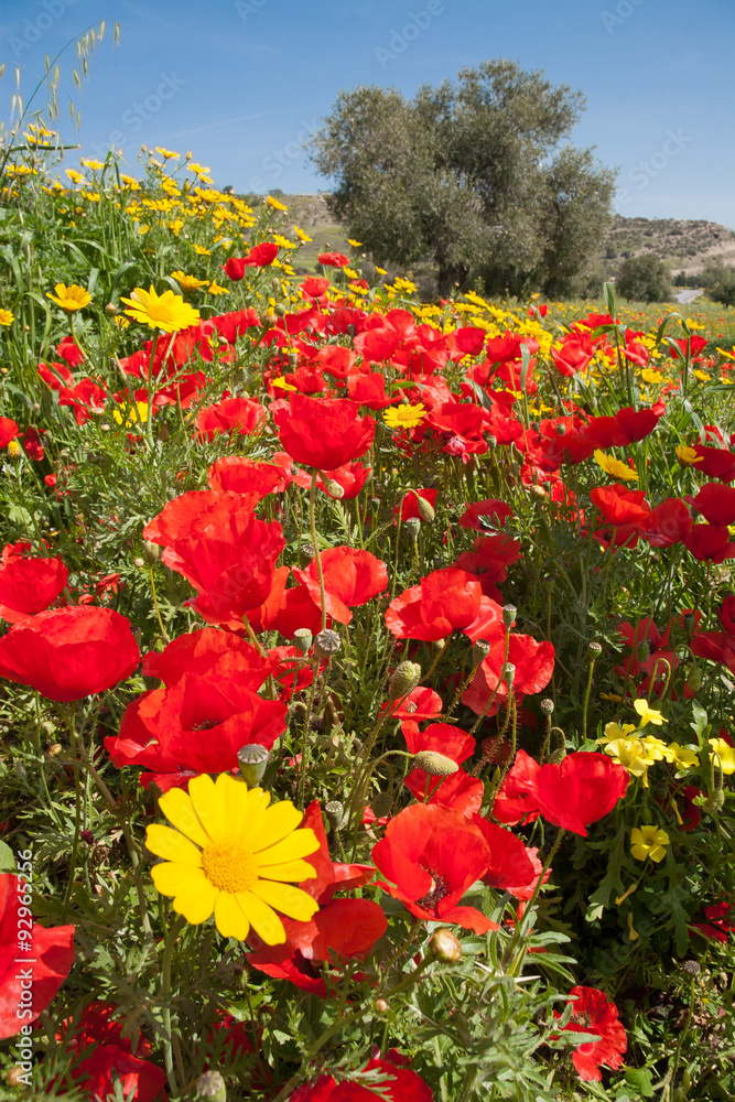 Field filled with Red Poppies, Yellow Daisies and an Olive Tree in the background on a beautiful spring day in the island of Cyprus