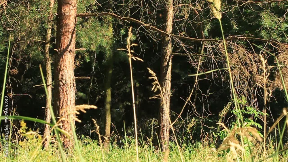 Thick of the forest Thick of the forest