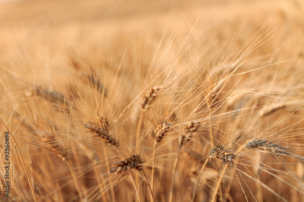 Fototapeta premium Yellow wheat field