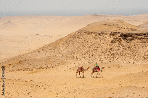 Camels in the Egyptian desert
