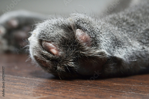 Cat paw in detail photo