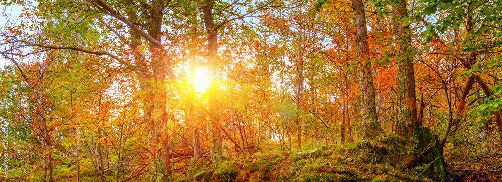 Fototapeta premium Forest in autumn