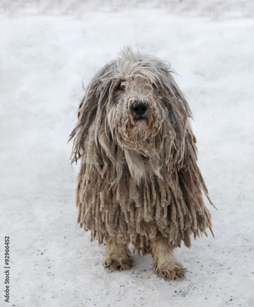Puli dog with rasta hair
