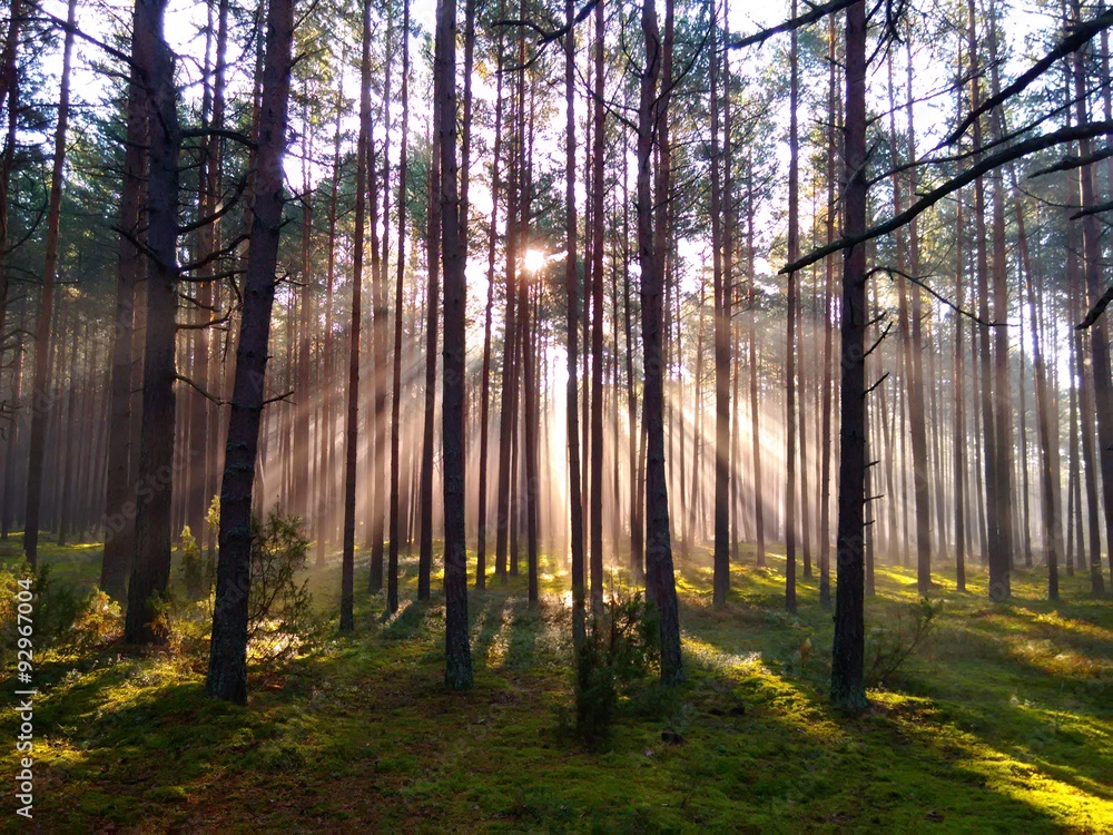 Obraz premium Dawn in the forest