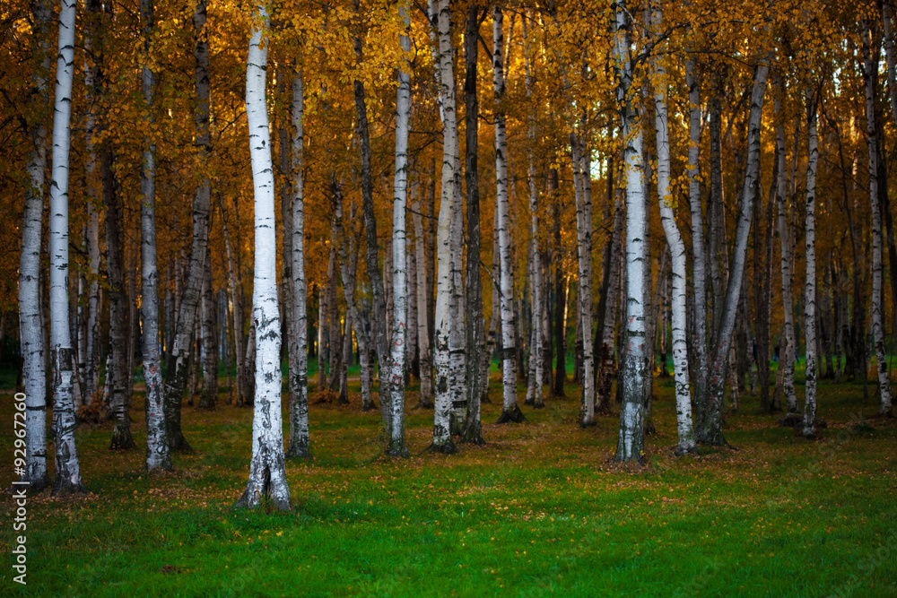Fototapeta premium Autumn landscape, dense birch forest, natural background