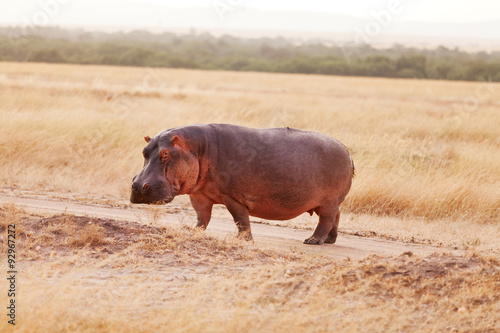 Hippopotamus, Masai Mara