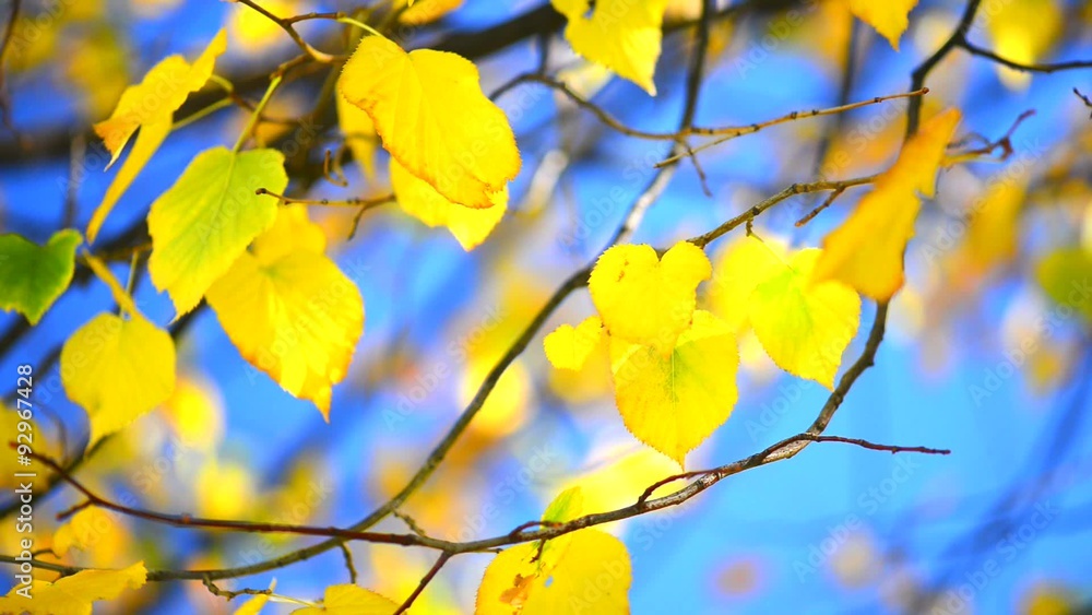 Autumn golden leaves over blue sky background Autumn golden leaves over blue sky background