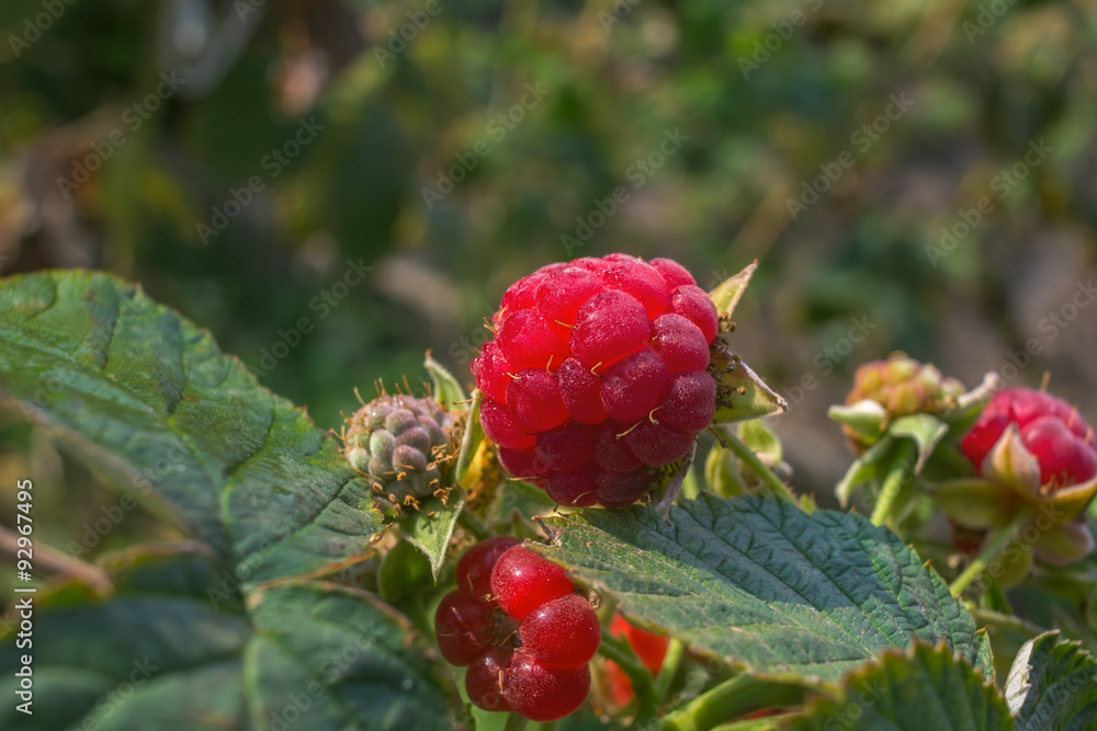 close-up of the ripe raspberry close-up of the ripe raspberry