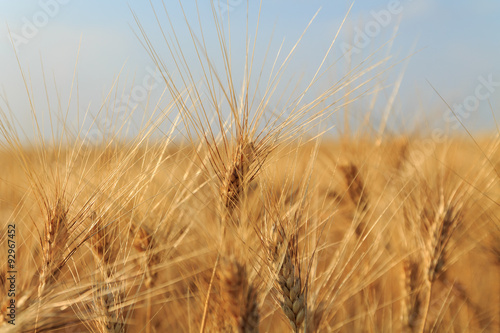 Yellow wheat field