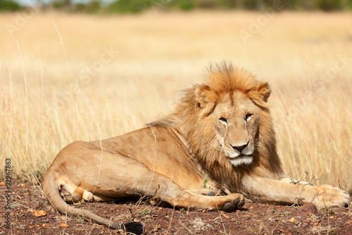 Male lion in Masai Mara #92967863