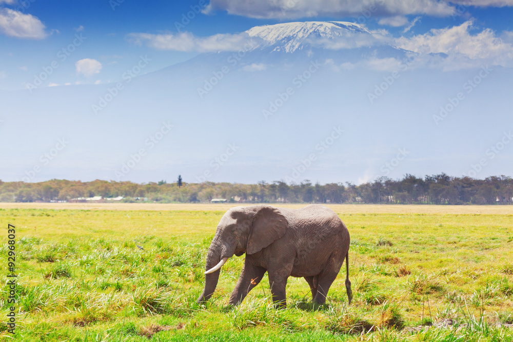 Obraz premium Elephant in Amboseli