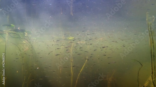 Large school of juvenile roach fish swimming near aquatic plants photo