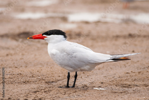 Canvas Print Caspian Tern