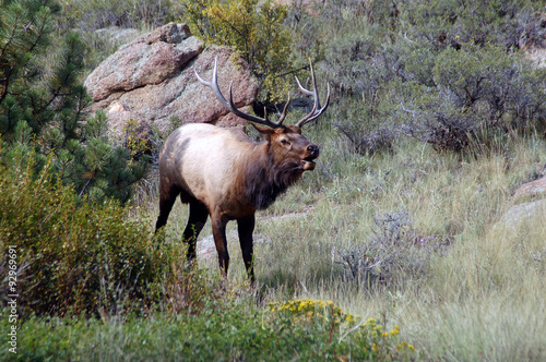 Bull elk bugling during fall rut in Colorado photo