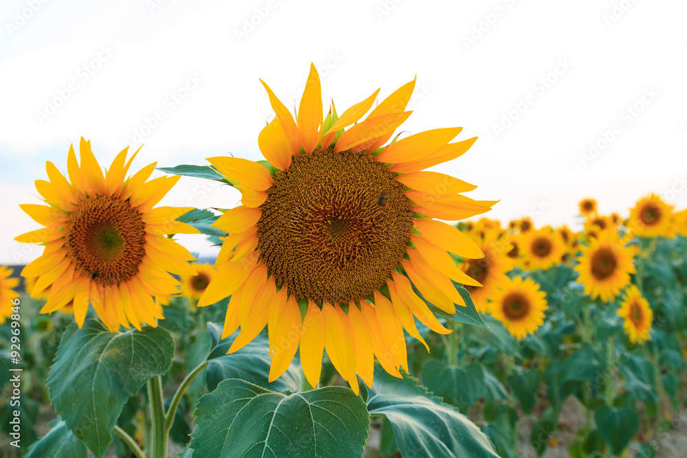 Fototapeta premium Sunflower field