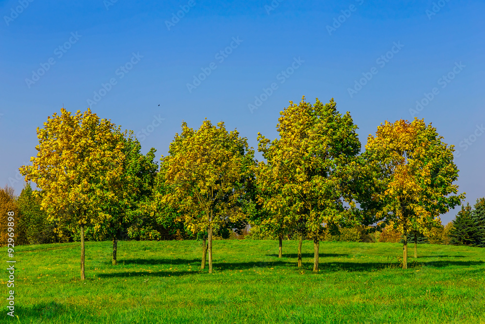 Autumn Trees on a Meadow