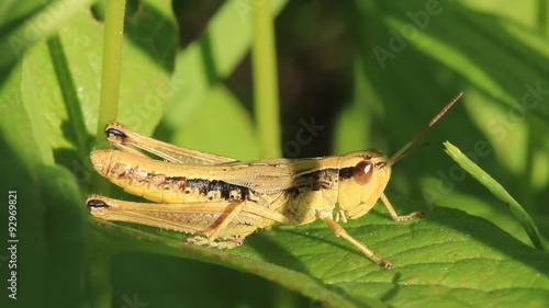 Wallpaper Mural Green grasshopper in a grass Torontodigital.ca
