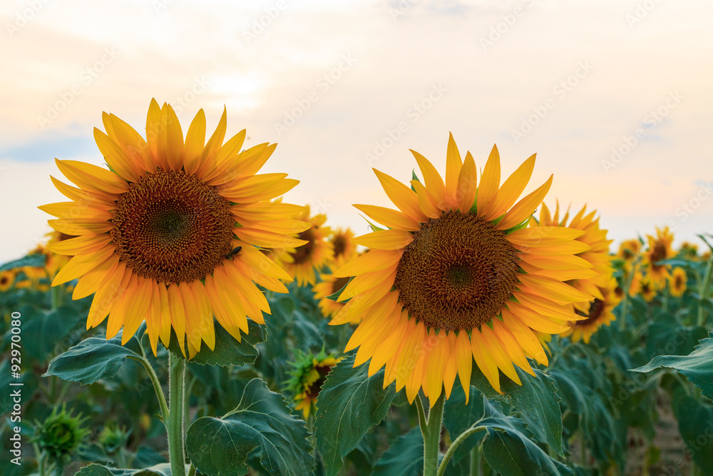 Fototapeta premium Sunflower field