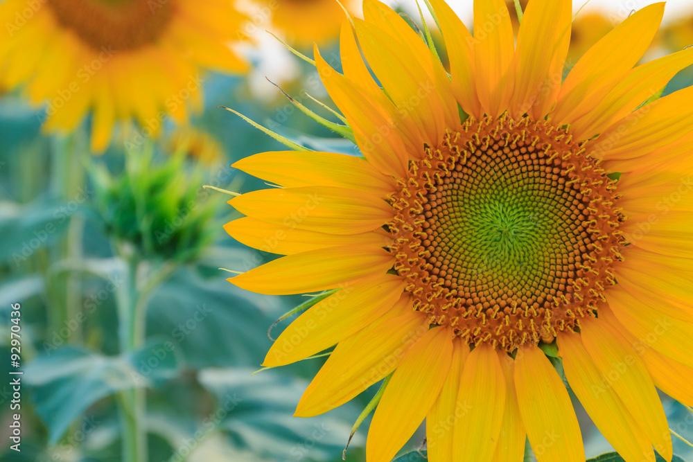 Fototapeta premium Sunflower field