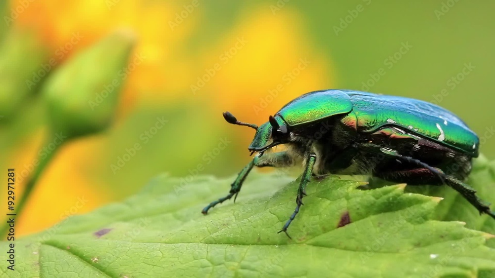 Bug Bug