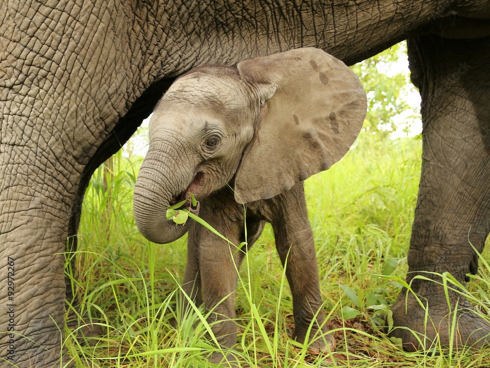 Obraz premium Złośliwy słoń afrykański zjada liście między nogami mamy.