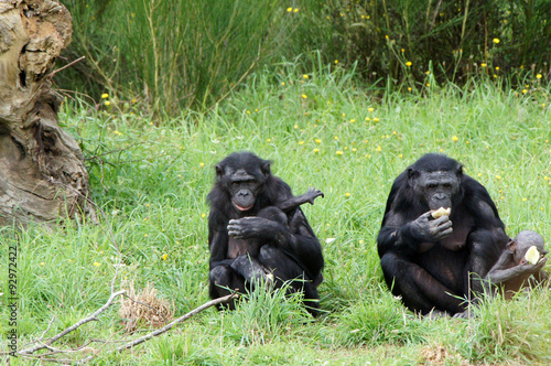 groupe de Bonobos en train de manger © JC DRAPIER