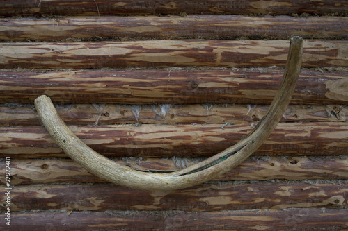 Mammoth tusk on the wall of the wooden house.
