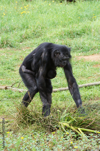 Bonobo femelle et son b  b   accroch   sur son ventre