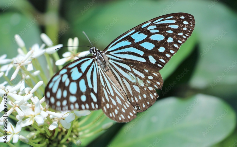 Obraz premium Blue butterfly