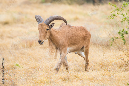 Barbary Sheep photo