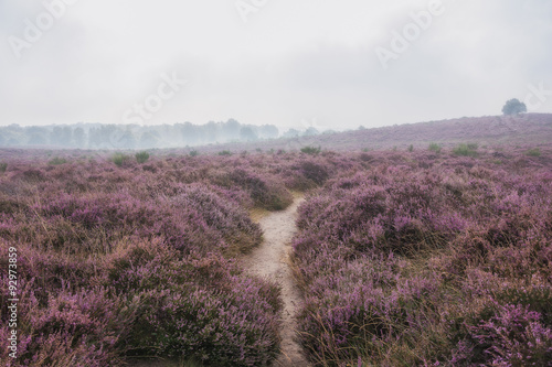 Moorland in the Veluwe.