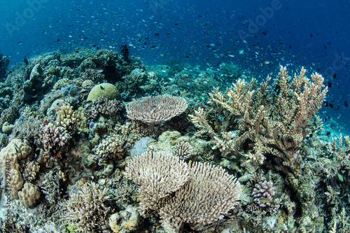 Diverse Pacific Coral Reef