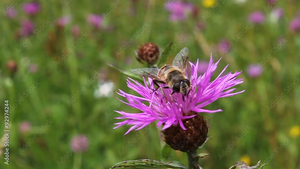 Extraction of flower nectar