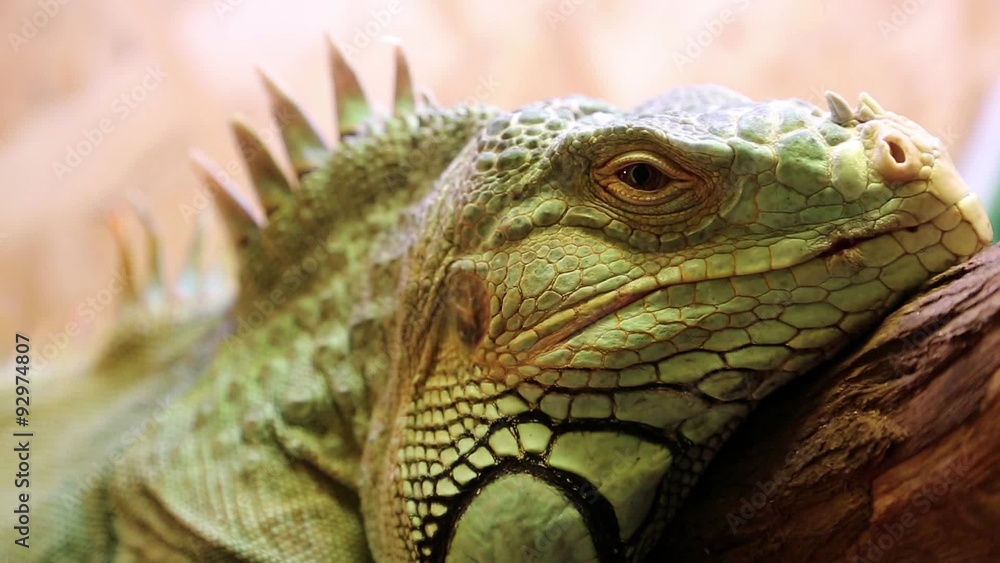 Green iguana Green iguana