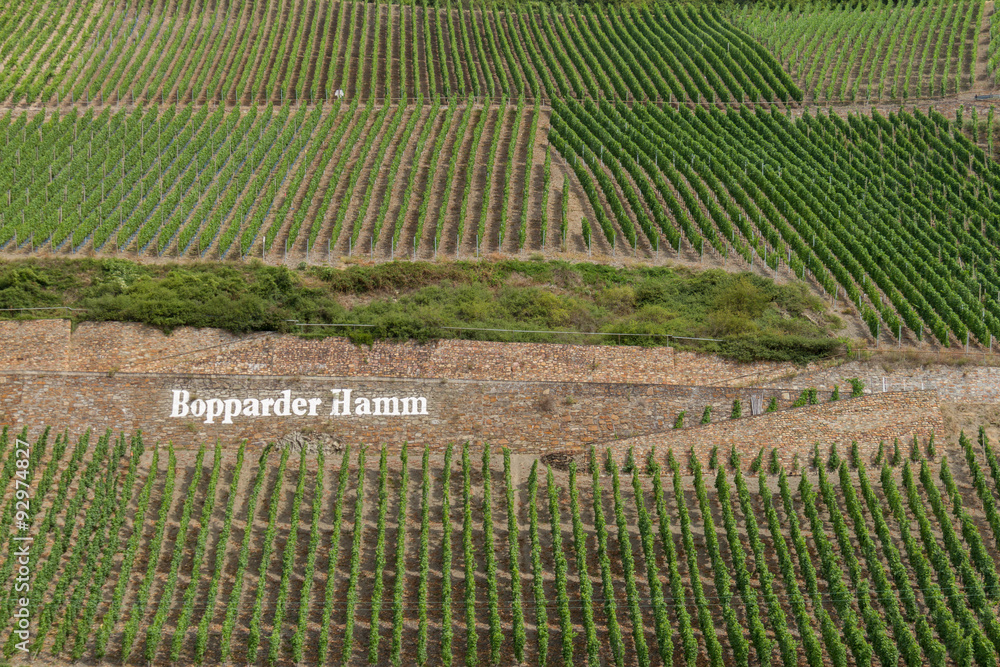 Beautiful Patterns created by Vineyards on slopes of Bopparder Hamm over the Rhine Valley, Germany