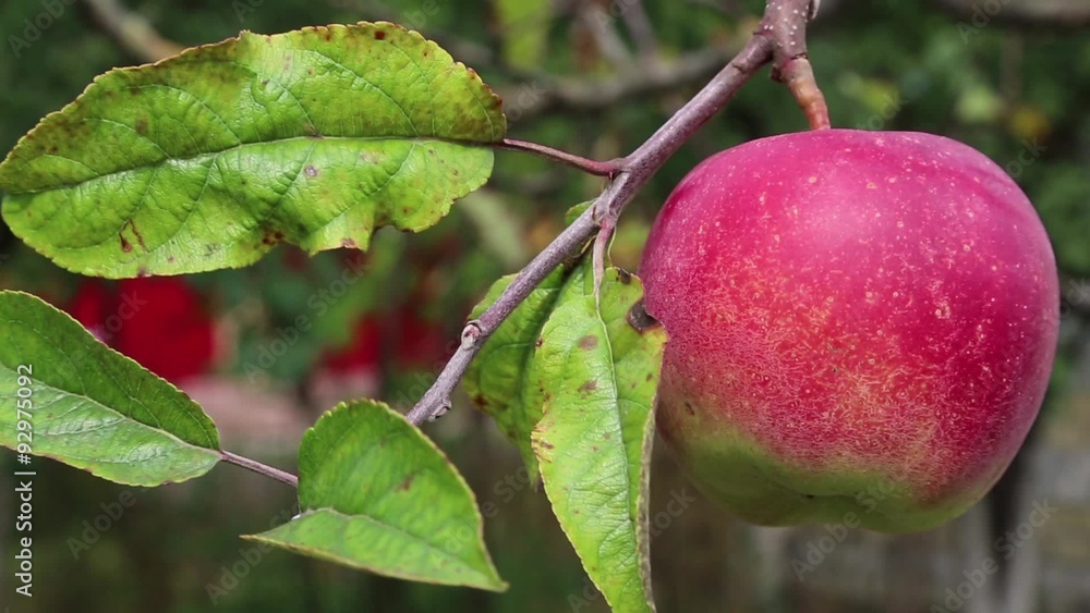 Red ripe apple on a branch with green leaves Red ripe apple on a branch with green leaves