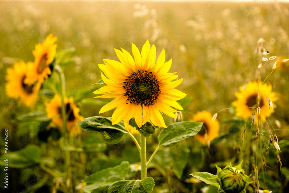 Sonnenblume im Feld Sonnenblume im Feld