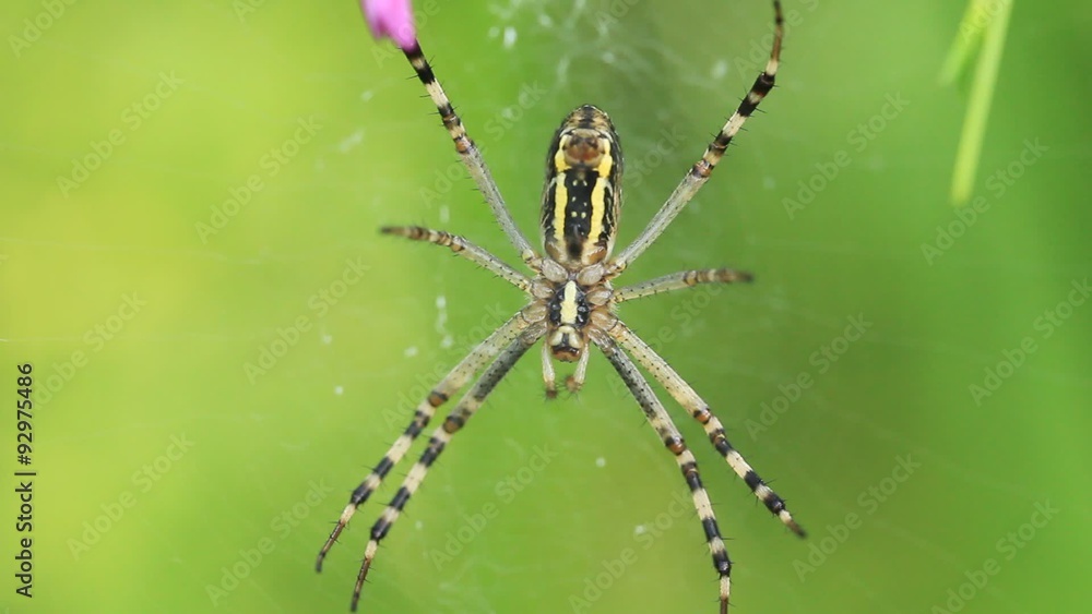 Garden spider. Araneus diadematus Garden spider. Araneus diadematus