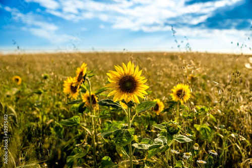 Sonnenblumen im Feld