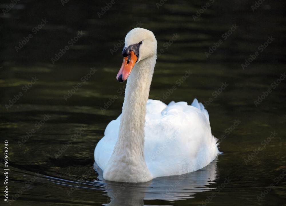 Beautiful white swan swims on water Beautiful white swan swims on water