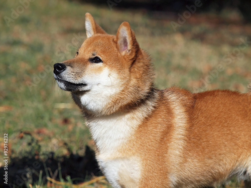 Portrait of young dog shiba inu on natural background