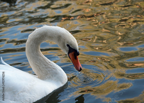  Beautiful white swan on the lake