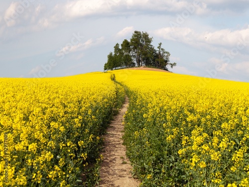 Fototapeta Naklejka Na Ścianę i Meble -  field of rapeseed (brassica napus) with path way