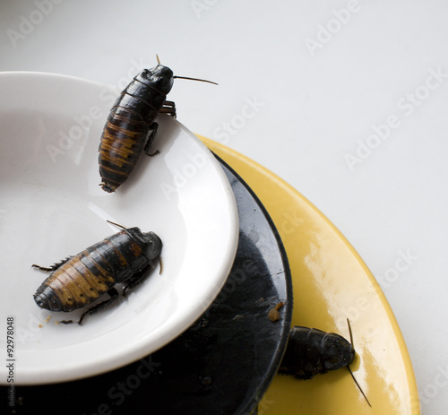 dirty kitchen pile of filthy dishes infested with roaches photo