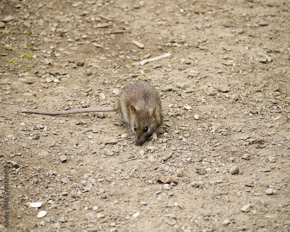 Obraz premium Rat